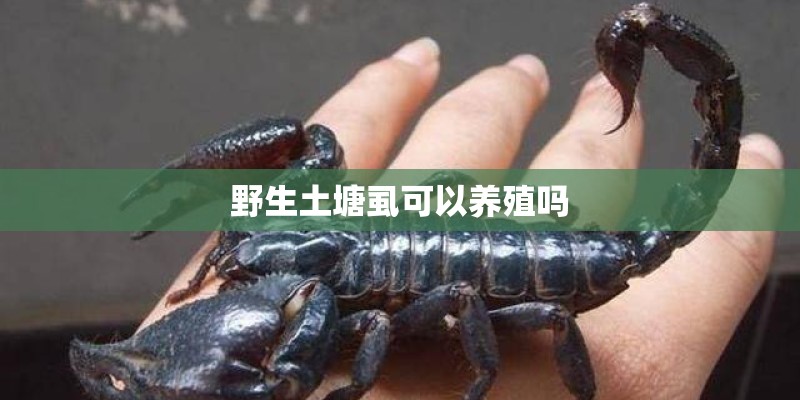 野生土塘虱可以养殖吗