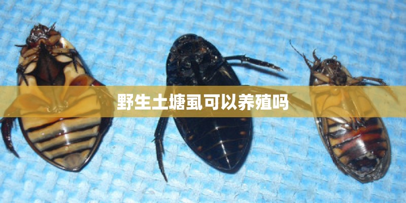 野生土塘虱可以养殖吗