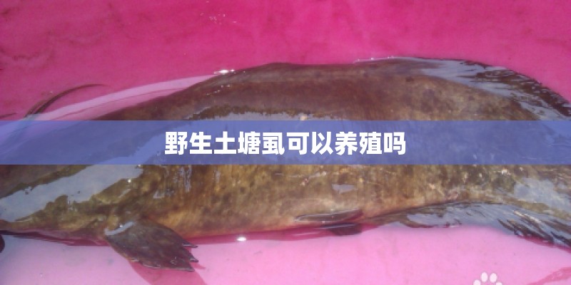 野生土塘虱可以养殖吗