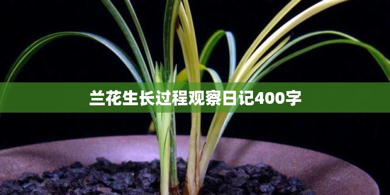 兰花生长过程观察日记400字