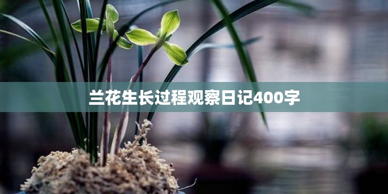 兰花生长过程观察日记400字