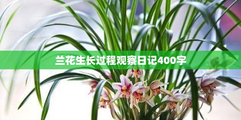 兰花生长过程观察日记400字