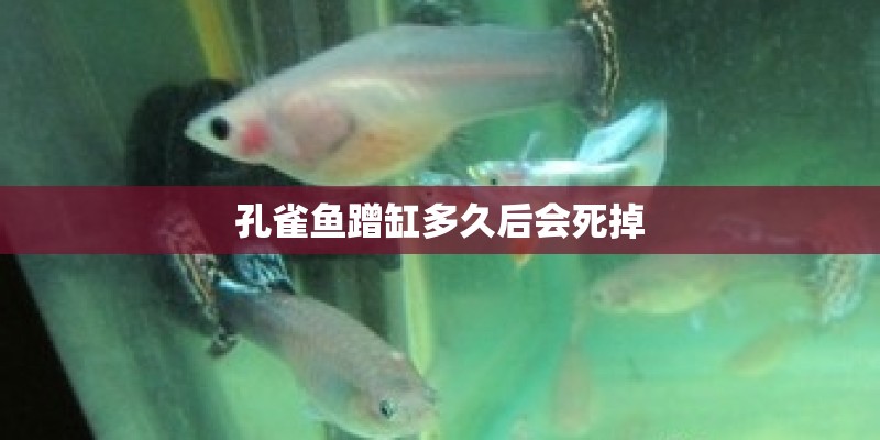 孔雀鱼蹭缸多久后会死掉 孔雀鱼蹭缸多久后会死掉