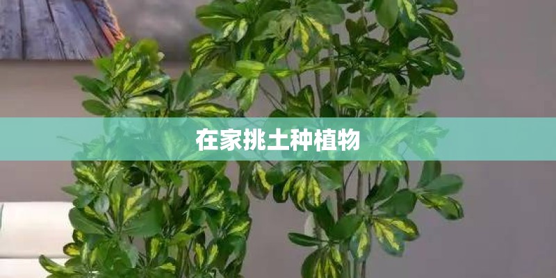 在家挑土种植物 在家挑土种植物