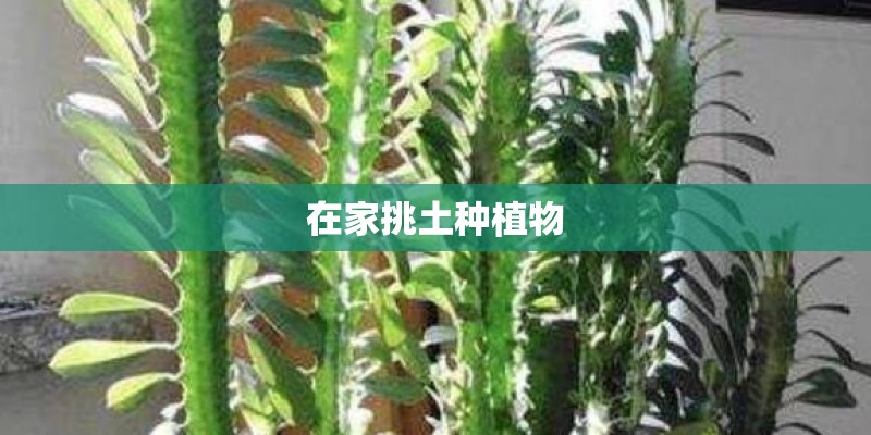 在家挑土种植物 在家挑土种植物