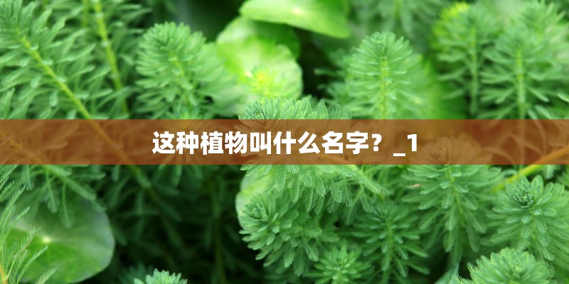 这种植物叫什么名字？_1