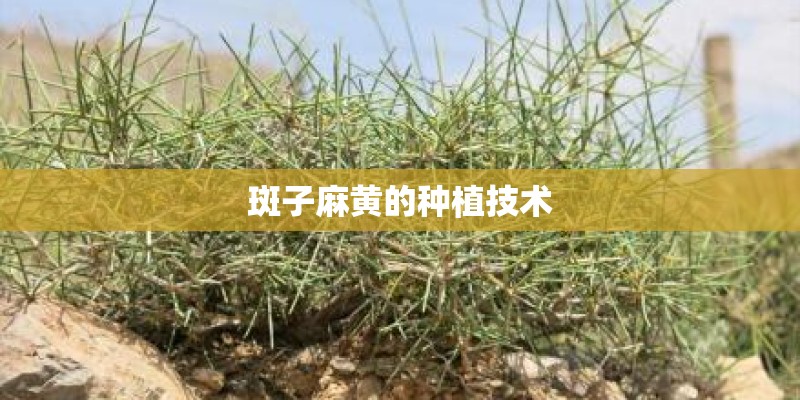 斑子麻黄的种植技术