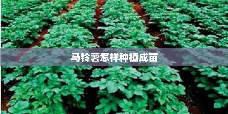 马铃薯怎样种植成苗
