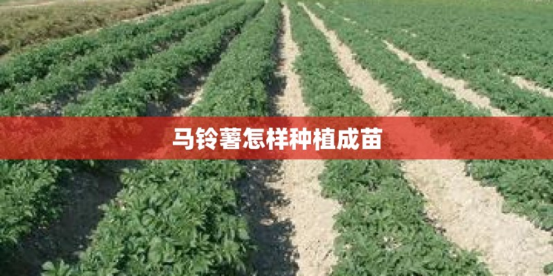 马铃薯怎样种植成苗