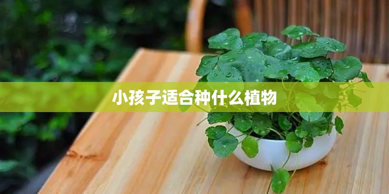 小孩子适合种什么植物