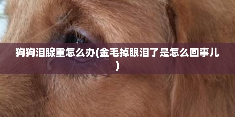 狗狗泪腺重怎么办(金毛掉眼泪了是怎么回事儿)