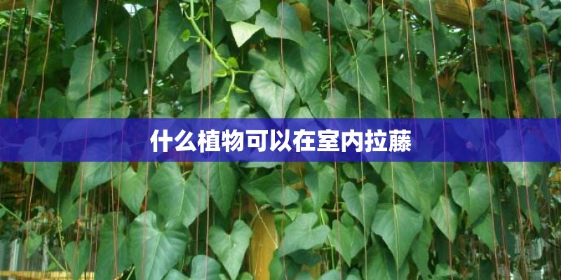 什么植物可以在室内拉藤
