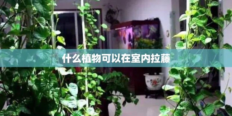 什么植物可以在室内拉藤