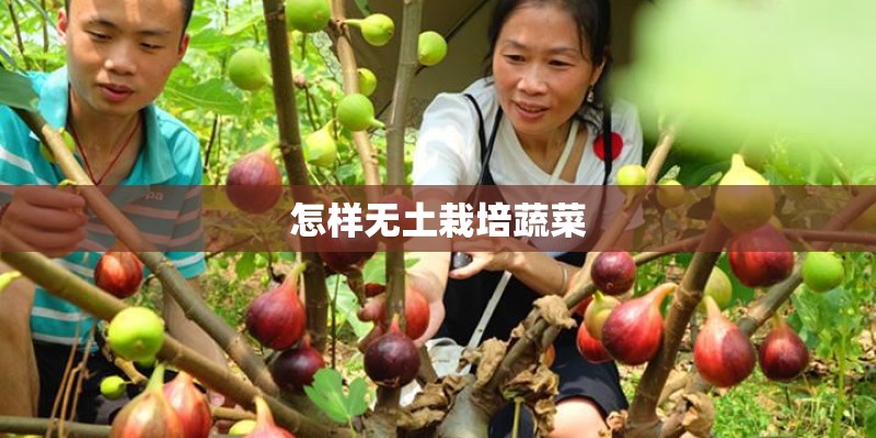 怎样无土栽培蔬菜