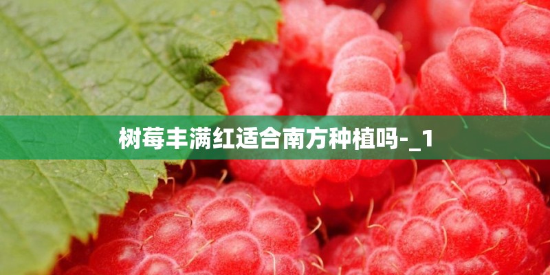 树莓丰满红适合南方种植吗-_1