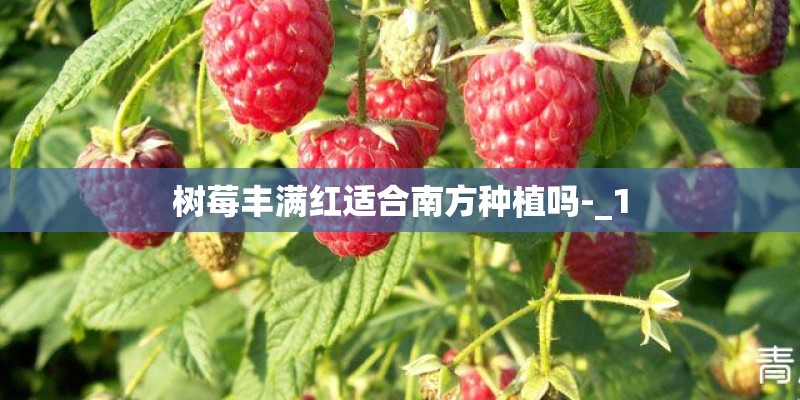 树莓丰满红适合南方种植吗-_1