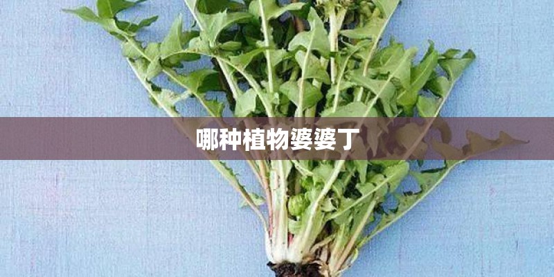 哪种植物婆婆丁