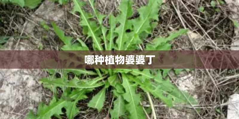 盆栽草莓的种植方法有哪些？