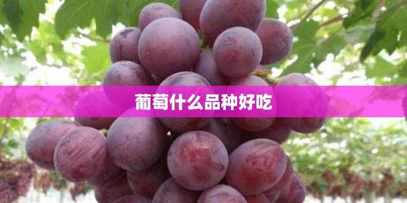 葡萄什么品种好吃