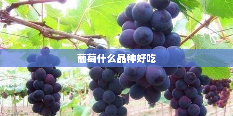 葡萄什么品种好吃