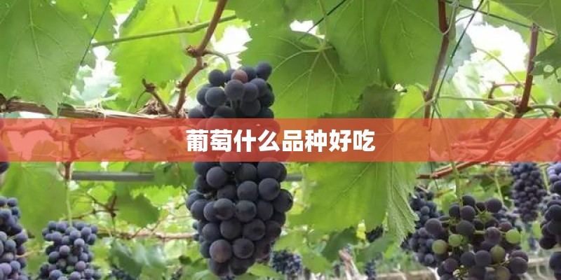 葡萄什么品种好吃