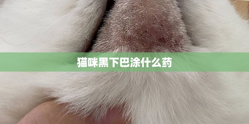 猫咪黑下巴涂什么药