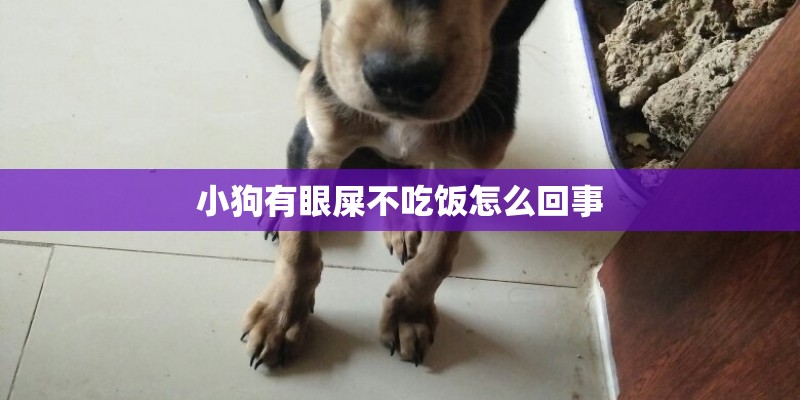 小狗有眼屎不吃饭怎么回事