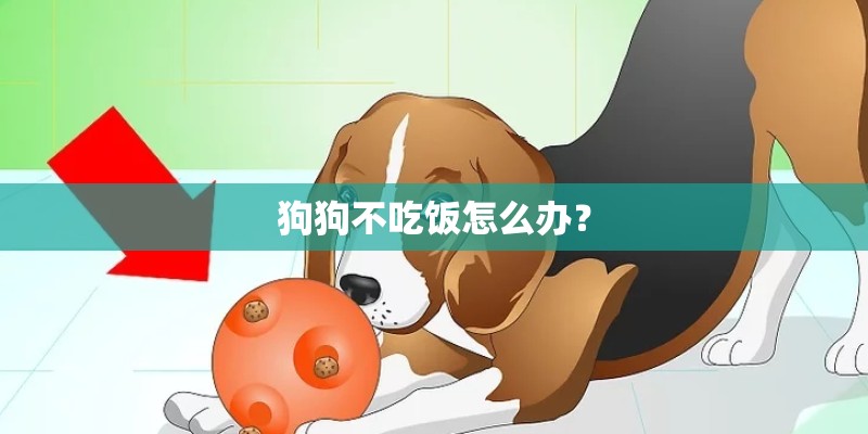 狗狗不吃饭怎么办？