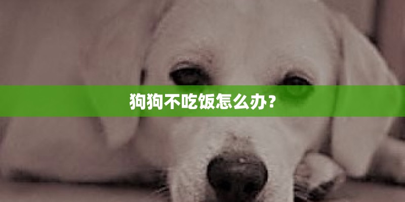 狗狗不吃饭怎么办？