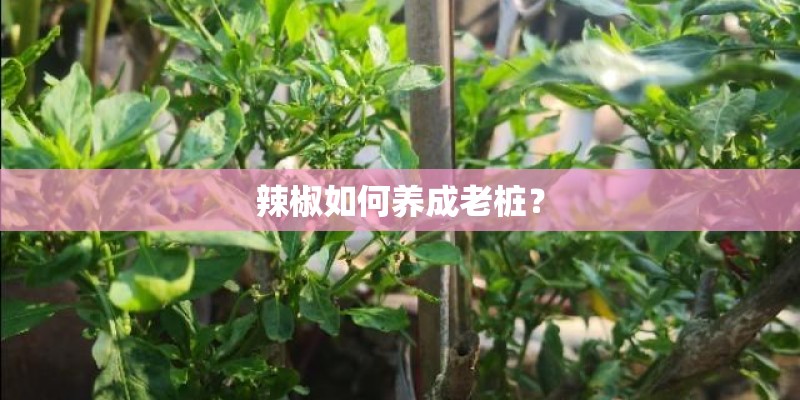 辣椒如何养成老桩? 辣椒如何养成老桩?