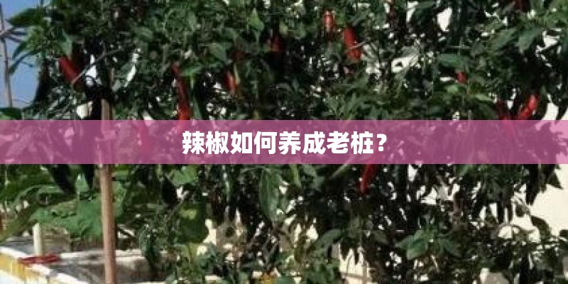 辣椒如何养成老桩? 辣椒如何养成老桩?