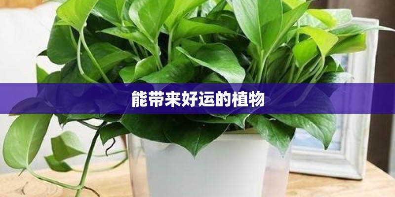 能带来好运的植物