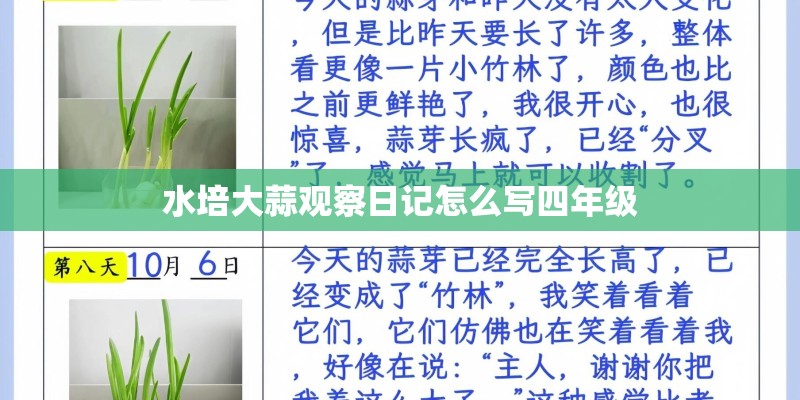 水培大蒜观察日记怎么写四年级
