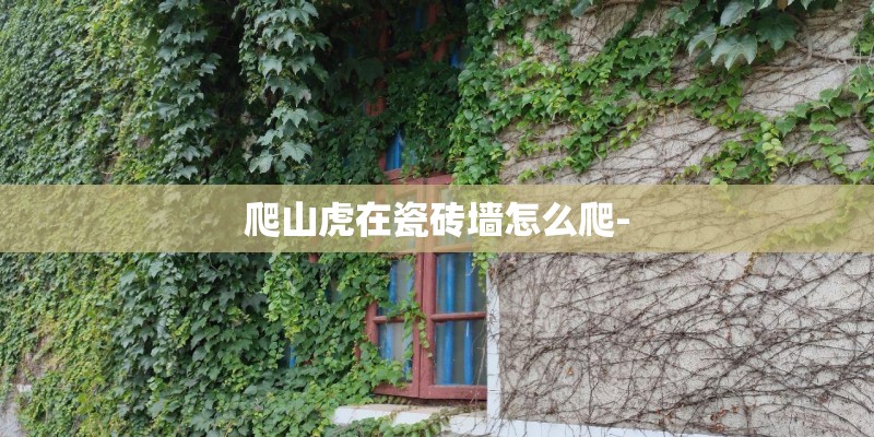 爬山虎在瓷砖墙怎么爬-
