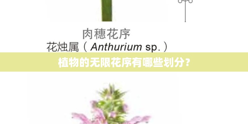 植物的无限花序有哪些划分？