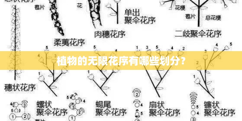 植物的无限花序有哪些划分？