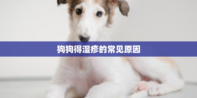 狗狗得湿疹的常见原因 狗狗得湿疹的常见原因