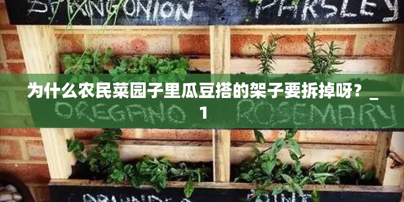 为什么农民菜园子里瓜豆搭的架子要拆掉呀?_1 为什么农民菜园子里瓜豆搭的架子要拆掉呀?_1