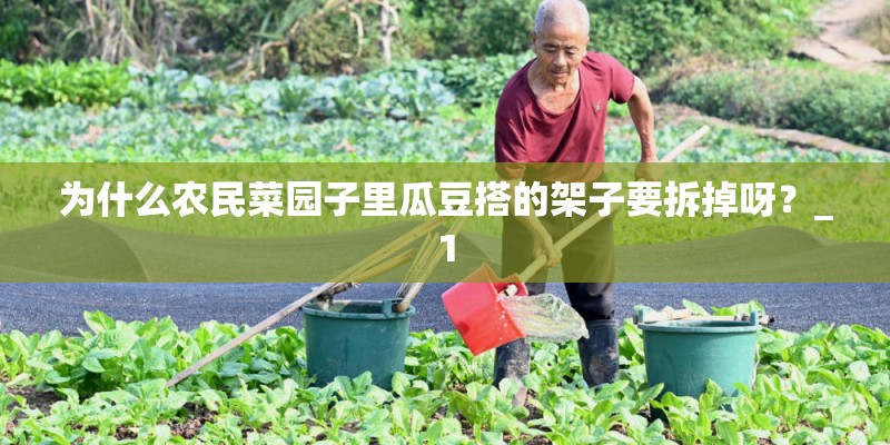 为什么农民菜园子里瓜豆搭的架子要拆掉呀?_1 为什么农民菜园子里瓜豆搭的架子要拆掉呀?_1