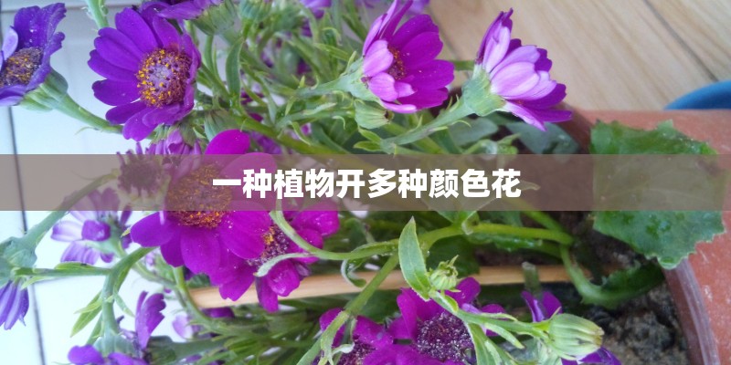 一种植物开多种颜色花