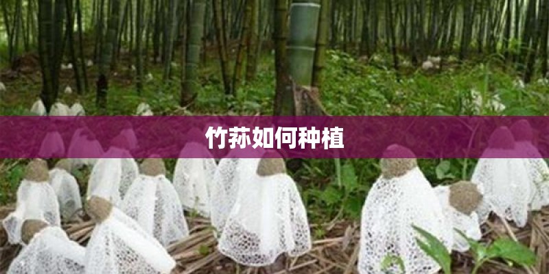 竹荪如何种植