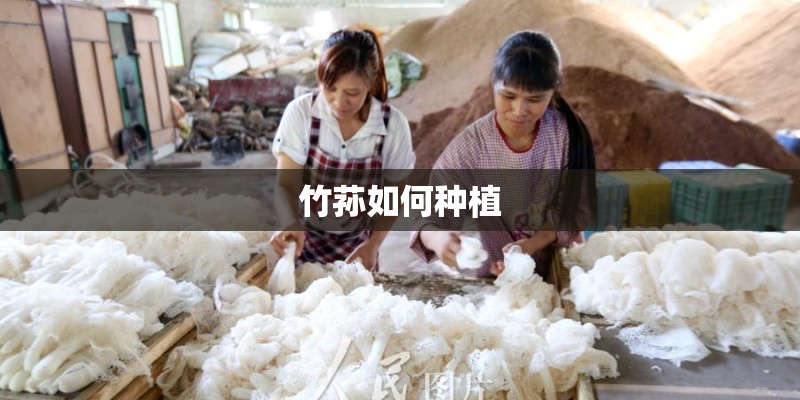 竹荪如何种植