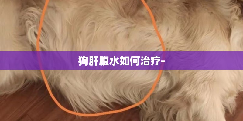 狗肝腹水如何治疗- 狗肝腹水如何治疗-