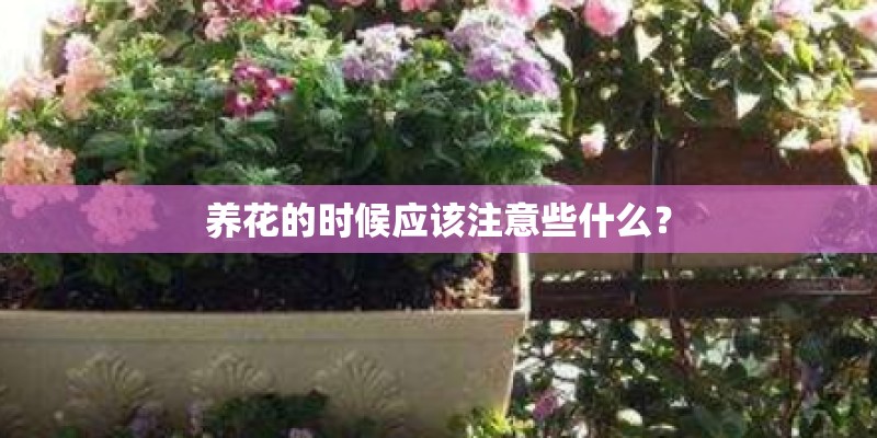 养花的时候应该注意些什么？