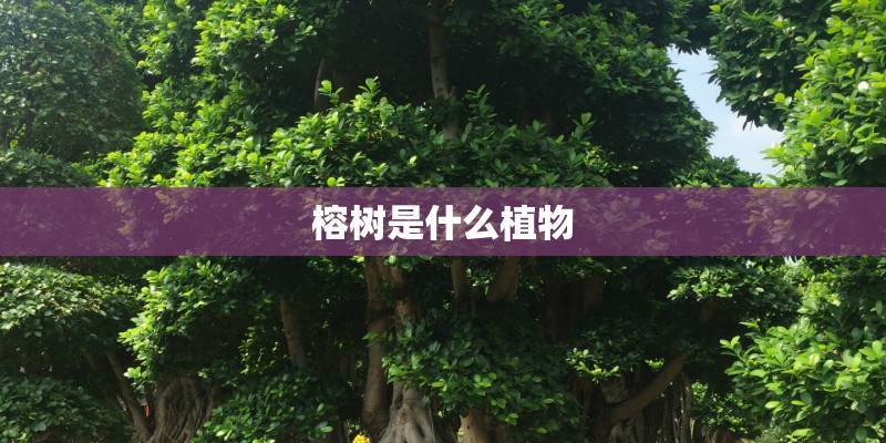 榕树是什么植物