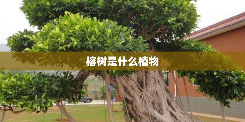 榕树是什么植物