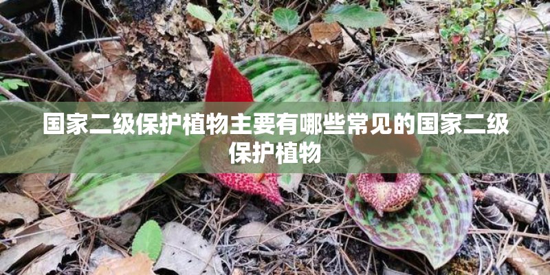 国家二级保护植物主要有哪些常见的国家二级保护植物
