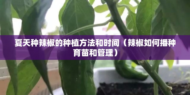 夏天种辣椒的种植方法和时间（辣椒如何播种育苗和管理）