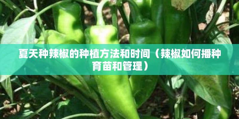 夏天种辣椒的种植方法和时间（辣椒如何播种育苗和管理）