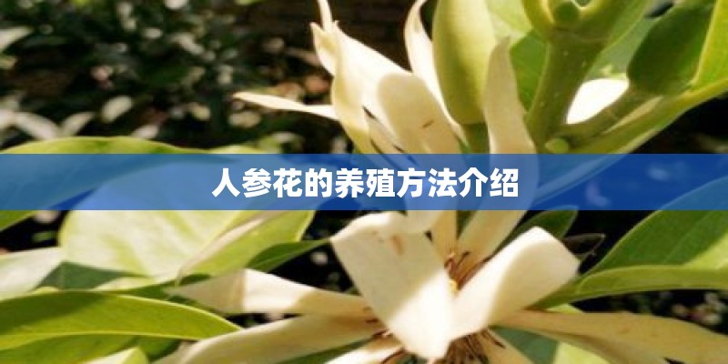 人参花的养殖方法介绍